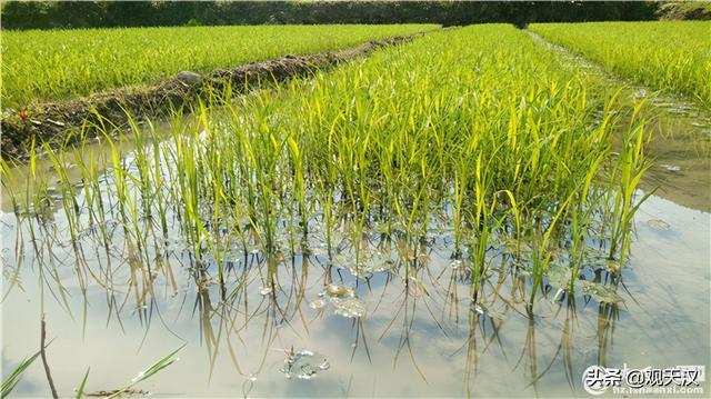 镇巴县植保站送技术到田间帮助农民科学防治水稻病虫害5