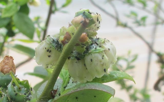 蓝莓蚜虫该怎么防治？才能算有效合理的防治措施