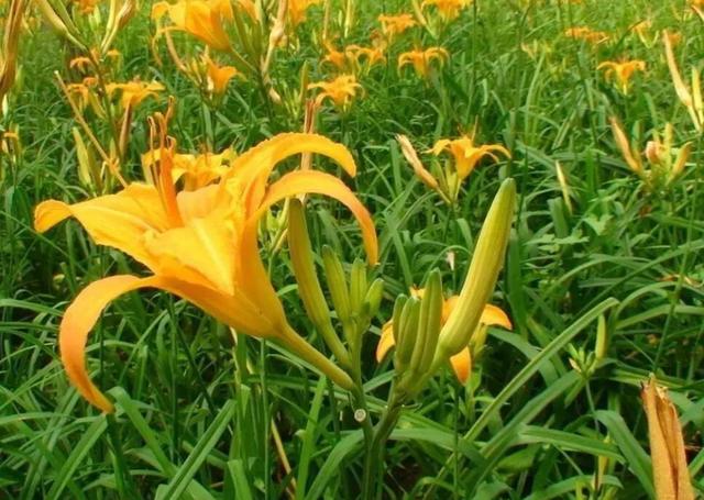 成人吃50g鲜黄花菜就可能中毒！菜无毒，毒怎么来的，如何避免？