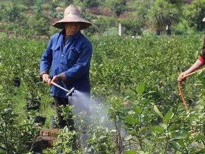 对84种害虫有特效，持效期长达20天，它被称为杀虫“小能手”8