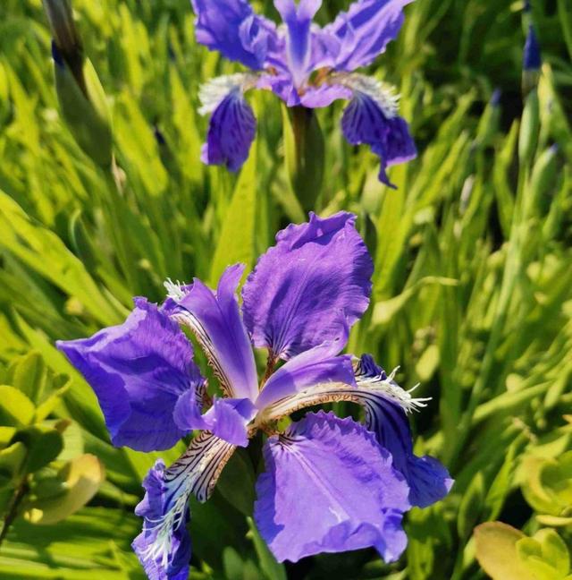 花草图片 花草图片（花草图片高清） 生活