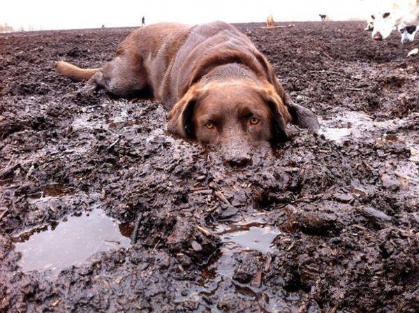 狗狗洗澡後在地上打滾(狗狗睡著了主人偷偷洗澡)-艾拉養犬