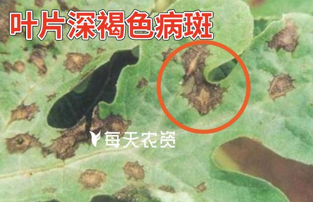 及时防治！西瓜这7种病虫害，叶斑病、蔓枯病、蚜虫、蓟马……8