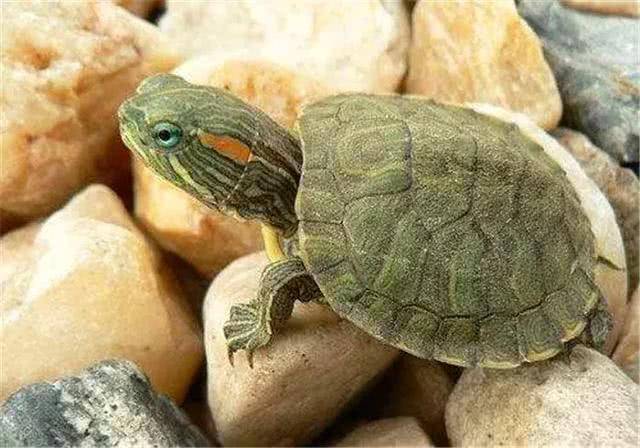 热带鱼鳞掉了一片