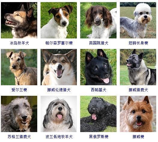 狗狗品种大全图片名字，宠物狗品种大全及图片？