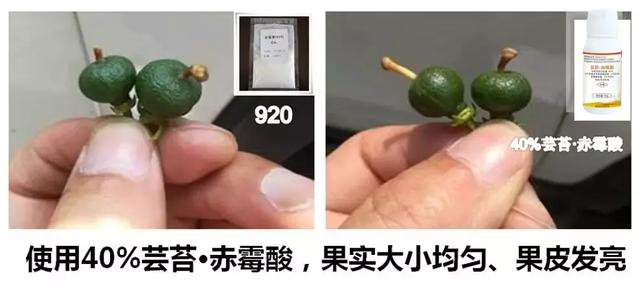 【产品】芸苔素+赤霉酸，柑橘保花保果的黄金组合！12