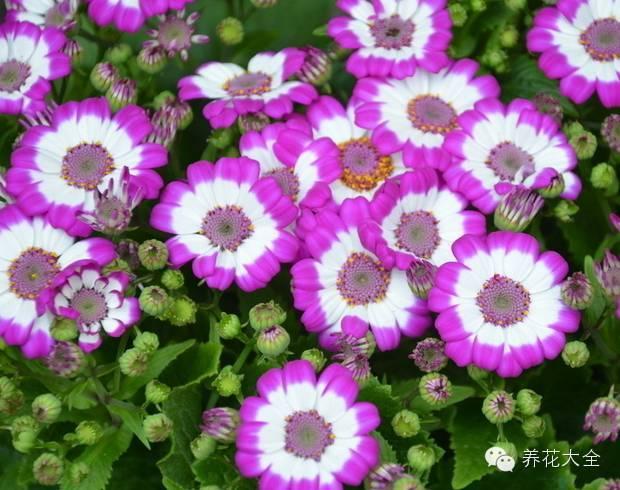 花卉种植