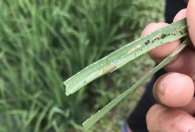 水稻种植中最重要三种虫害，农民用哪些药剂防治？农农老师开讲3