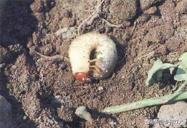 花生地里胖胖的“地老虎”特别讨厌，用什么方法能彻底解决？