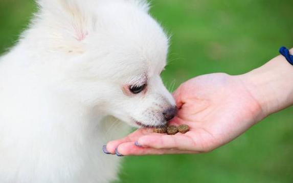 狗护食