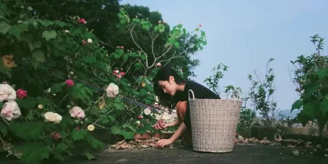 芙蓉花开 芙蓉花开（芙蓉花开花特点） 生活
