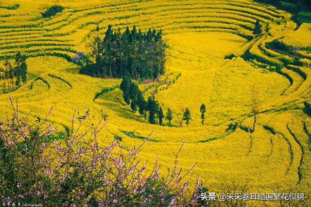 云南罗平油菜花