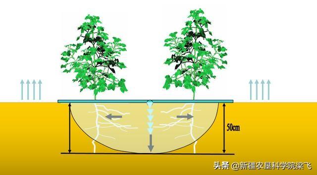 硫酸铵能不能在新疆滴灌棉花中应用，硫酸铵与尿素如何配合施用7