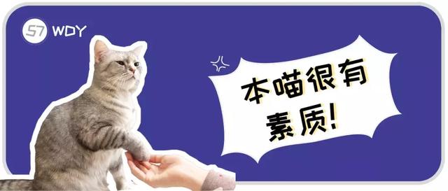 猫爪热 猫爪热（猫爪热是什么病） 动物