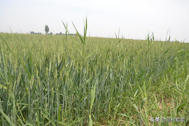 熟悉麦田这6种恶性杂草，综合防治效果好