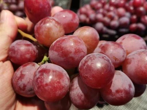 果农透露：打过“激素”的葡萄，看四处能轻松辨别，为家人得知道