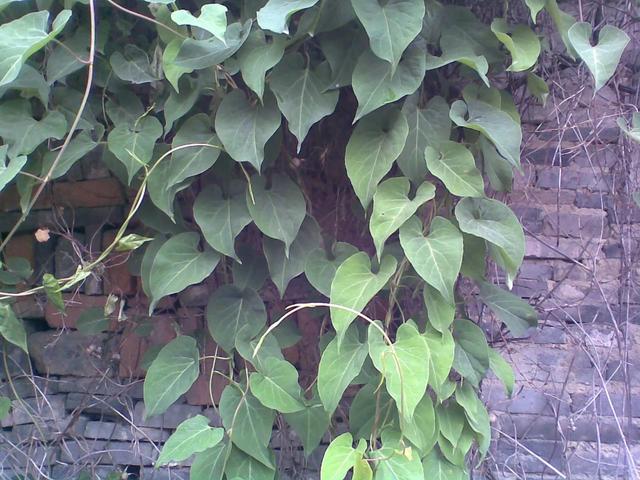 中药古今研究：首乌藤（夜交藤）