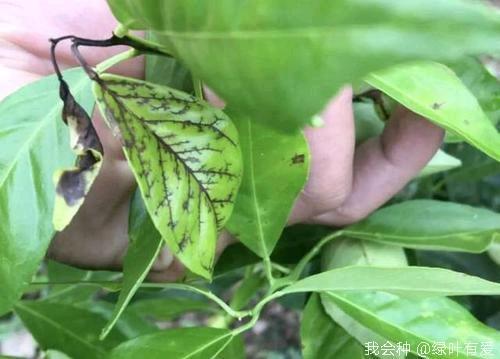 柑橘各种病害防治药方，非常详细全面，果农实战总结，用了都说好15