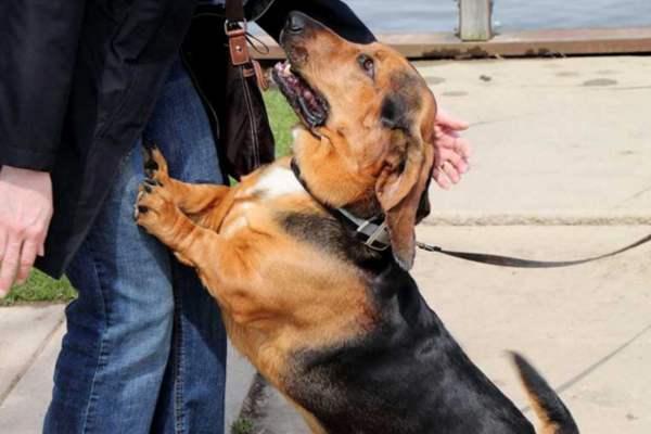 狗狗护食咬人行为从小纠正方法(矫正狗狗护食训练班)-艾拉养犬