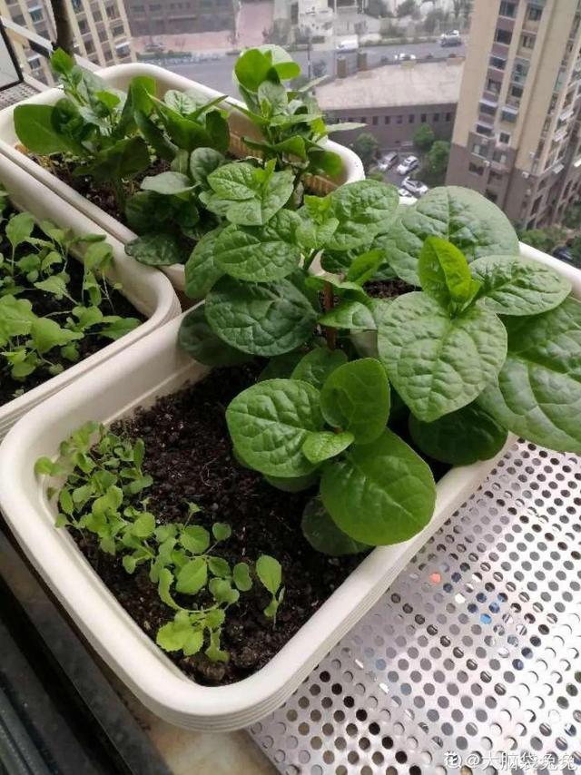 阳台种菜 阳台种菜（阳台种菜用什么土） 生活