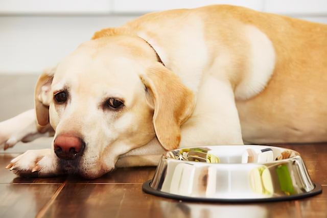 狗狗肚子痛發抖怎麼回事(狗狗肚子痛的症狀是什麼)-艾拉養犬