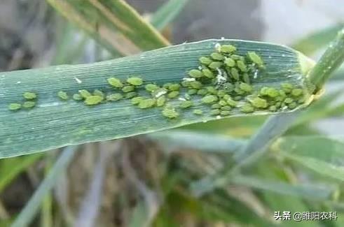 联苯菊酯加上噻虫胺能杀几十种害虫，持效期可达90天