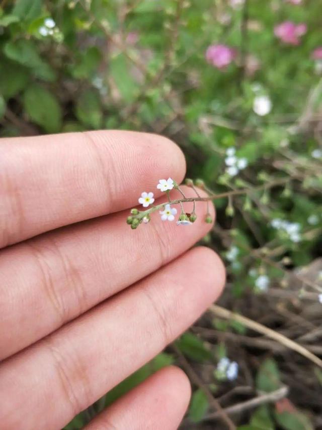 春天的野花