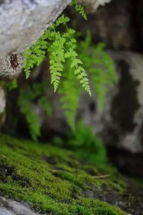 苔藓植物图片  苔藓植物