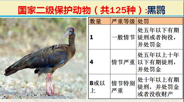 国家二级保护动物有哪些