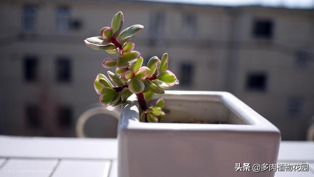 青州河沙洗砂机
