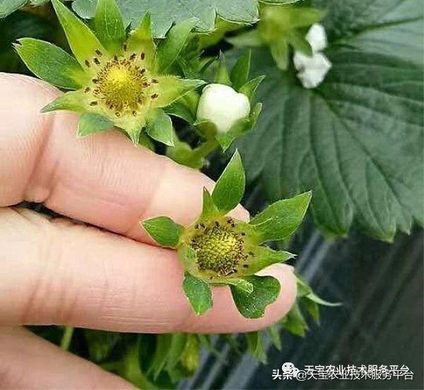 草莓着色不良、僵果、畸形果，是病吗？5