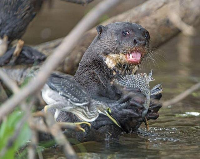 水懒