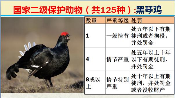 国家二级保护动物有哪些