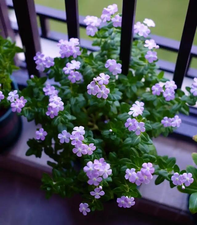 花卉种类