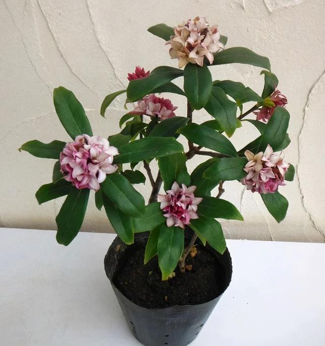 瑞香花 瑞香花（瑞香花精灵王山梦怎么画） 生活