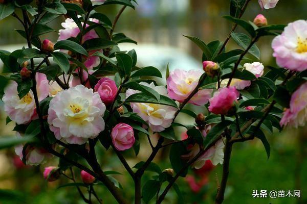 山茶花怎么养（山茶花的养殖方法和注意事项）