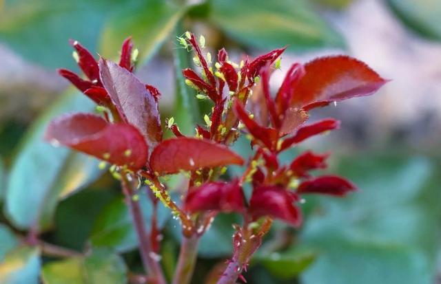 秋冬季节室内养花不用愁，简单两种杀菌药，防治大部分病害3