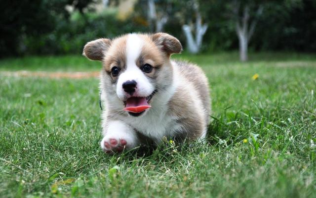 柯基犬價格大概多少錢一隻?柯基犬大概什麼價位