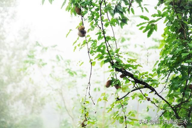 占17种人体必需氨基酸总量36.5%的野果“北方白香蕉“，你吃过吗5