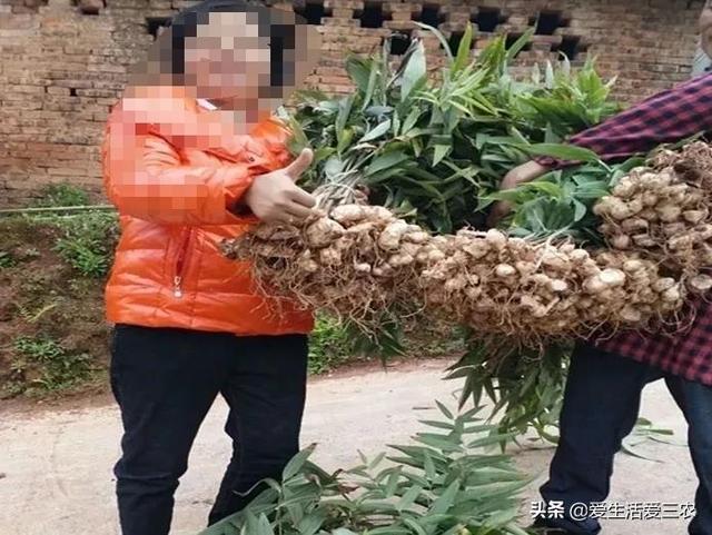 什么药材好种植