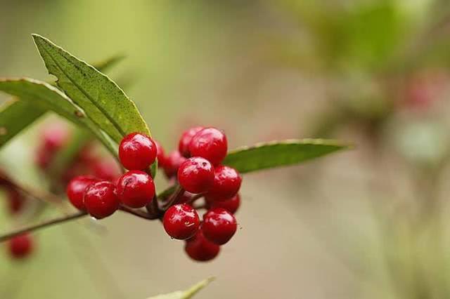 植物的奇特“十二属相”某些植物也有自己对应的“属相”4