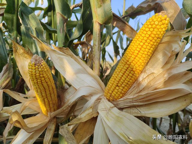 这个玉米新品种，高抗玉米三大病害，看看都适合哪里种植4