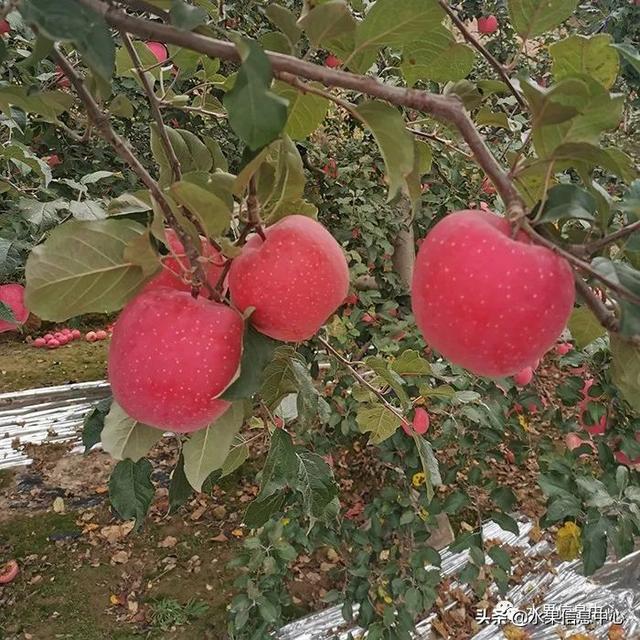 苹果的种类 苹果的种类（苹果的种类有什么） 生活