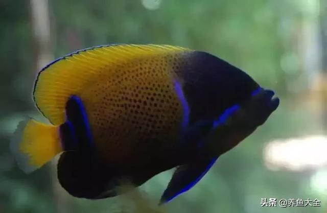 一缸多过滤机
