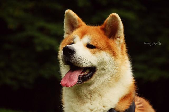 只想有个主人 全文(只想有个主人小说)