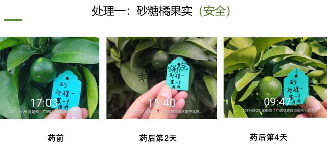 阿维菌素+氟啶胺，杀菌杀螨两不误！在柑橘嫩梢、果实上都能用8