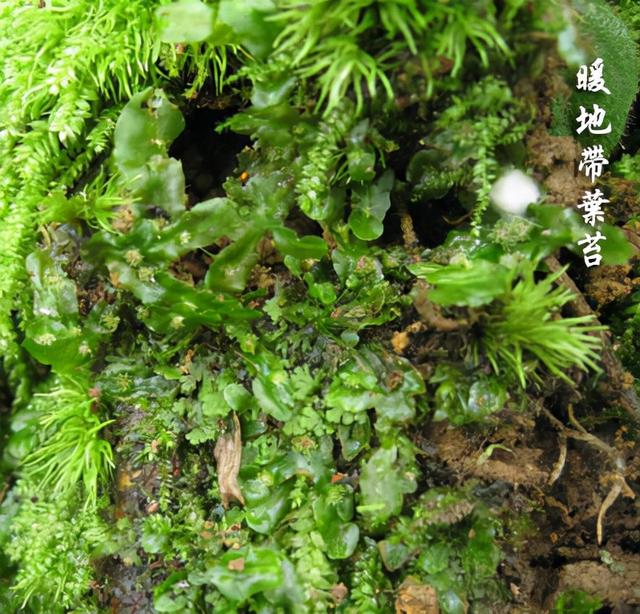 苔藓植物
