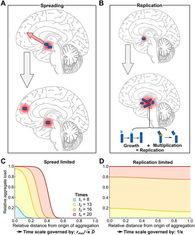 脑科学日报：多巴胺如何影响多种大脑活动？