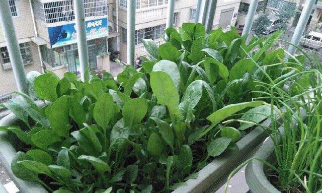 菠菜的种植技术 菠菜种子一处理，呼呼窜苗，吃完一茬还能接着长！