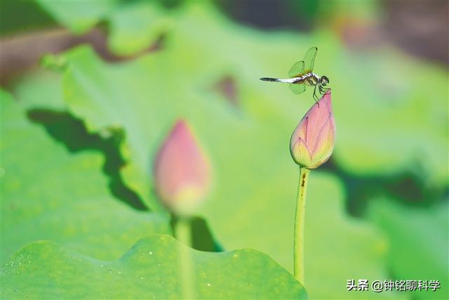 蜻蜓的特点是什么